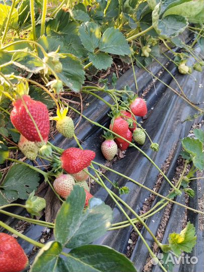 Саженцы Клубники сорт Азия
