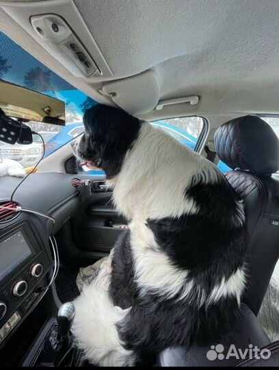 Ньюфаундленд вязка