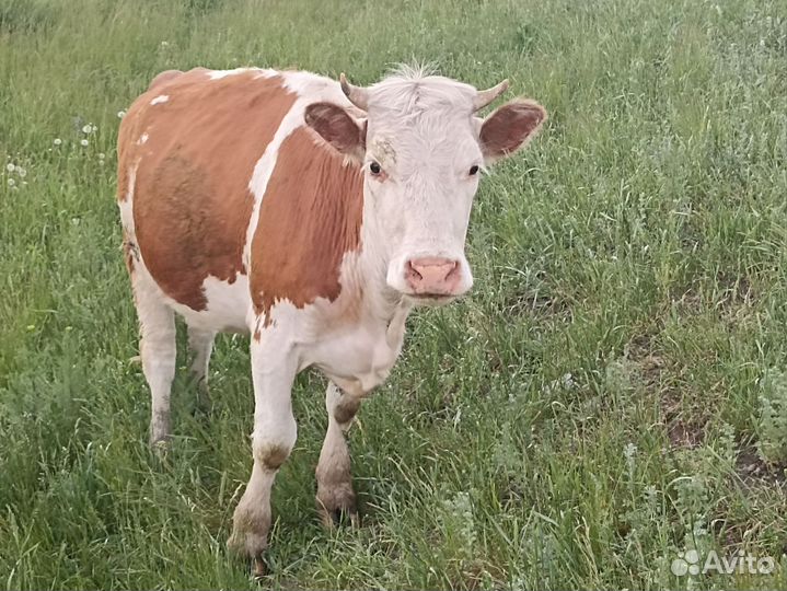 Коровы тёлки телята