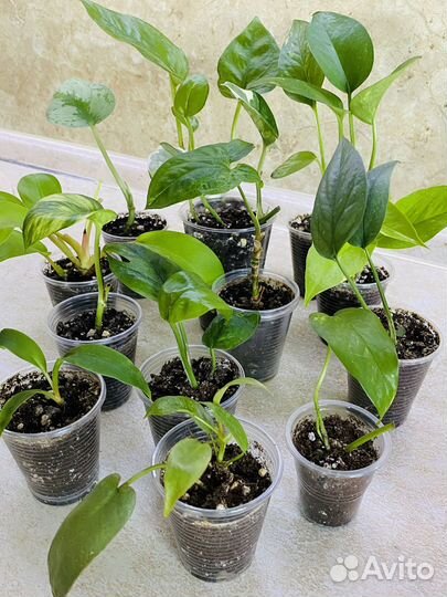 Декоративно-лиственные растения в наборах