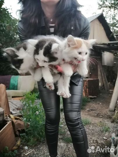 Котята в добрые ручки