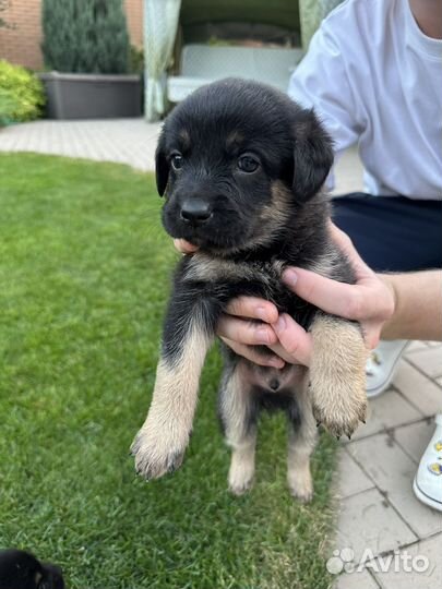 Щенки дворняжки