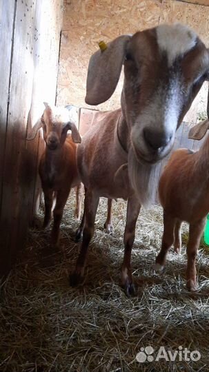 Нубийские козы