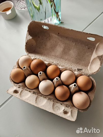 Продам яйцо куриное домашнее 10 шт 200 рублей
