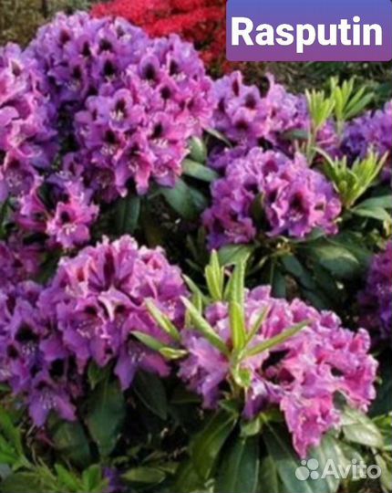 Рододендрон вечнозеленый