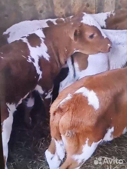 Телята бычки