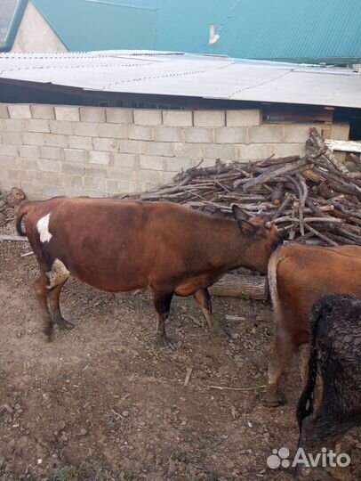 Продаються бычки -3 шт и тёлки -3 шт от 1,5-2 г