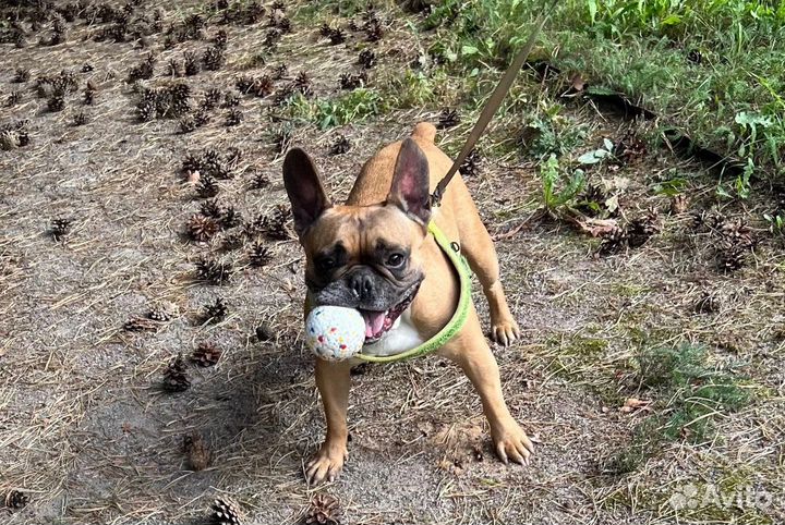 Французский бульдог Любимец