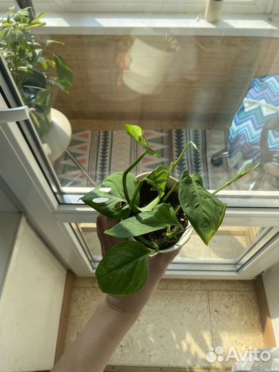 Монстера косая