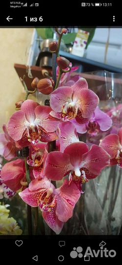 Орхидеи фаленопсис, сортовые орхидеи