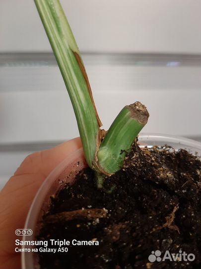 Монстера Альба