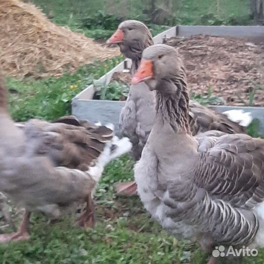 Тулузские гуси
