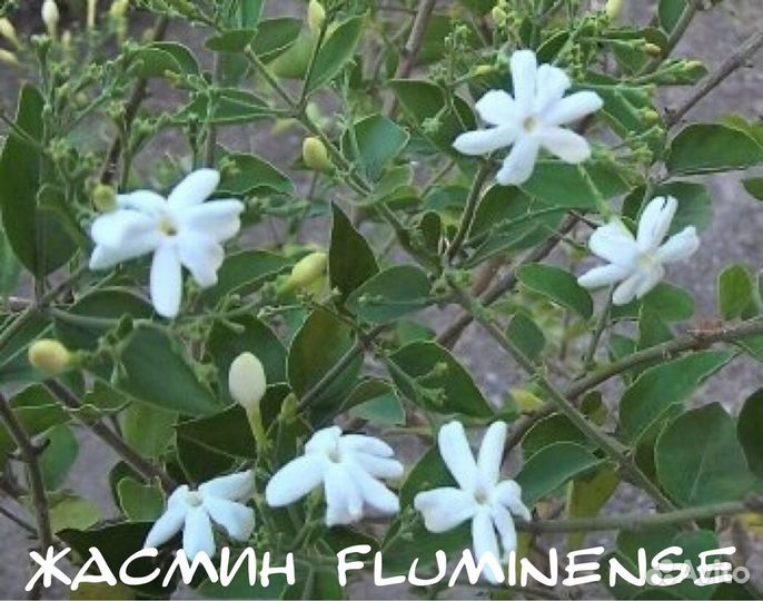 Жасмины комнатные