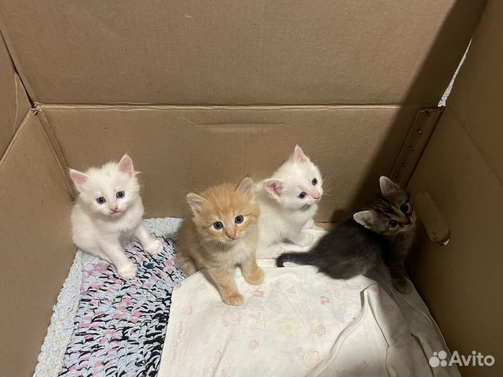 Котята в добрые руки