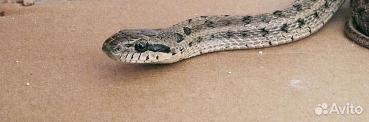 Узорчатый полоз