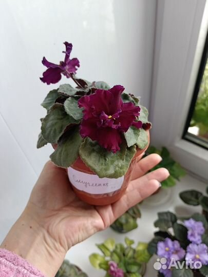 Продам сортовые фиалки