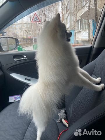 Немецкий шпиц вязка