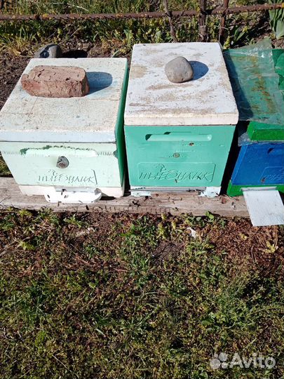 Продам пчелосемьи