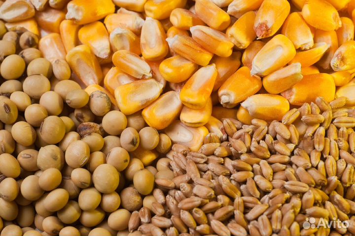 Зерно пшеница