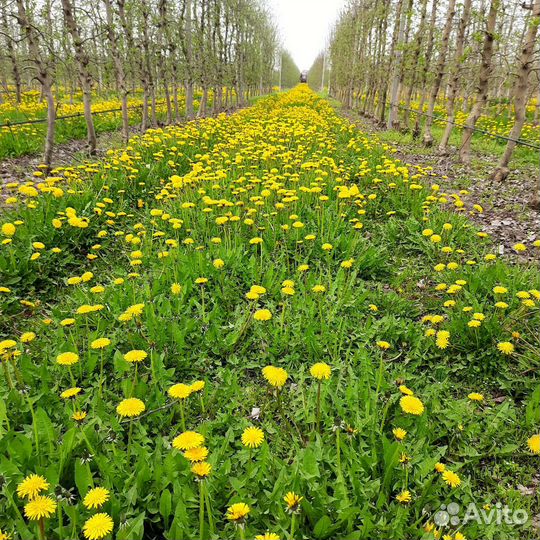 Работа в садах