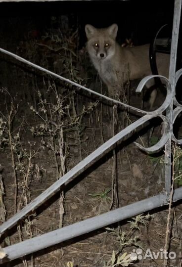 Гадание.Обряды.Приворот.Обучение магии