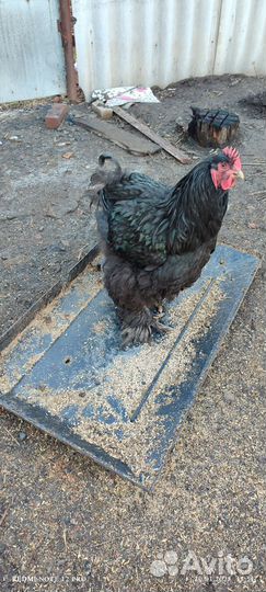 Продам петуха