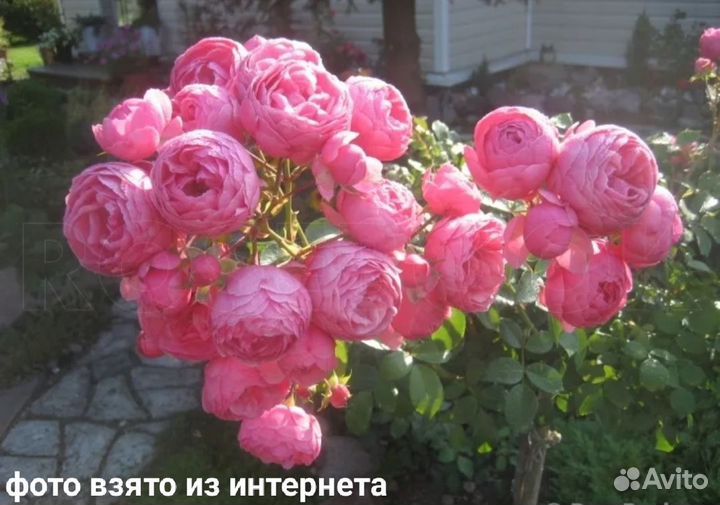 Роза Помпонелла (взрослые кусты)