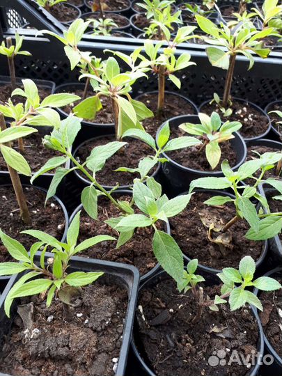 Саженцы метельчатой гортензии