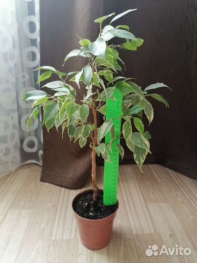 Фикус Бенджамина пестролистный