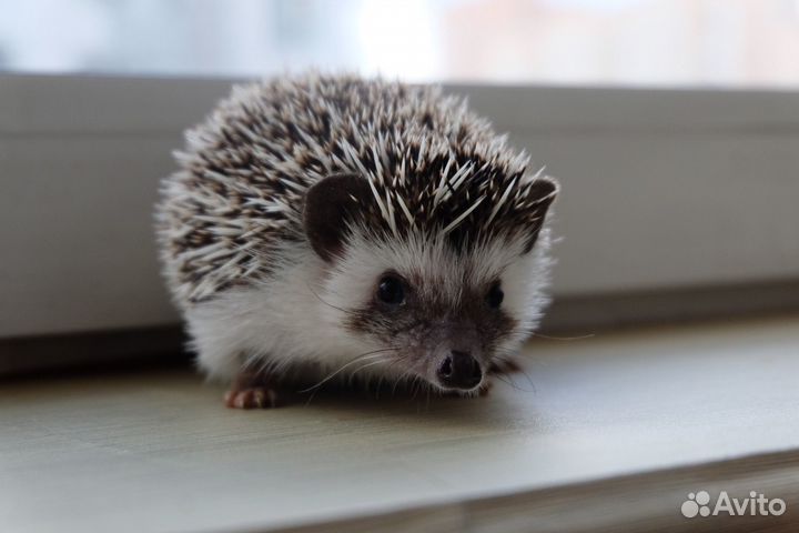 Африканский карликовый ежик