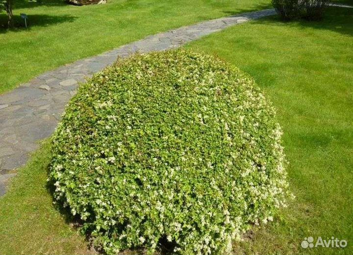 Стефанандра надрезаннолистная