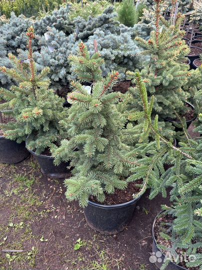 Ель Майголд (Maigold)