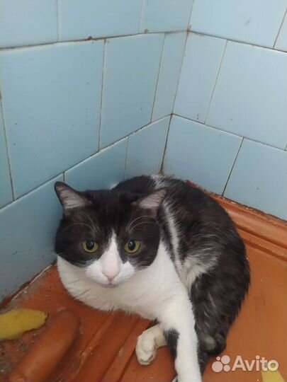 Коты, кошки
