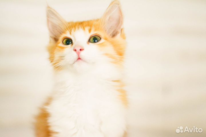 Котята рыжули в добрые руки