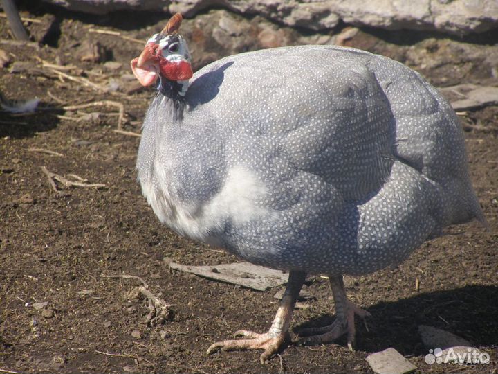 Цесарки цесари