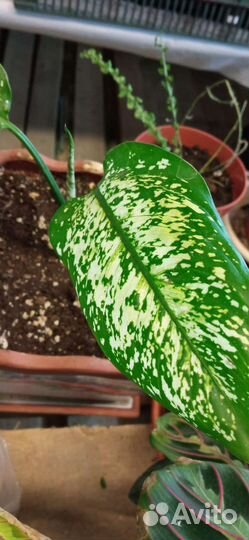 Цветы в горшках, комнатные