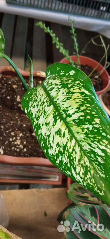 Цветы в горшках, комнатные