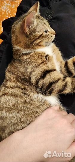 Европейская