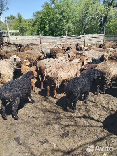 Овцы и Козы на племя