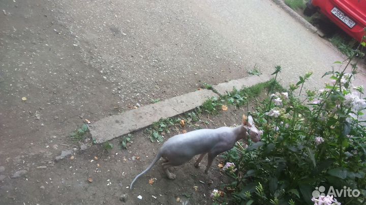 Сфинкс вязка