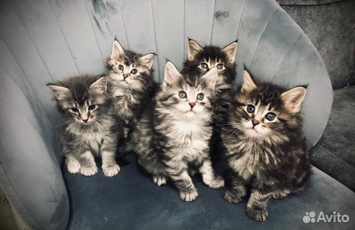 Кошки курильский бобтейл