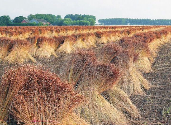 Участок 241,85 га (СНТ, ДНП)