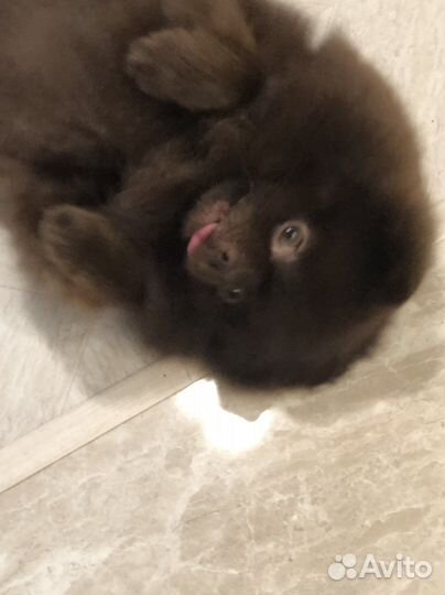 Померанский шпиц вязка