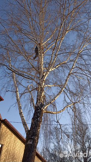 Спил и удаление деревьев