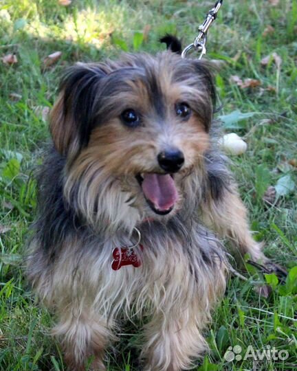 Маленький очаровательный песик ищет добрый дом