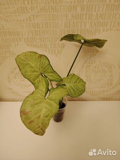 Сингониум 2