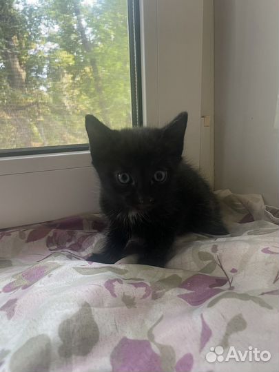 Котенок мальчик