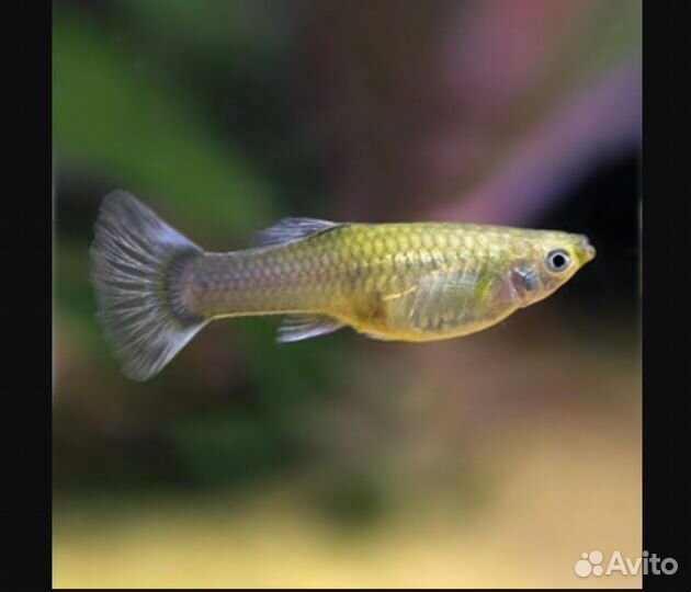 Рыбки гуппи