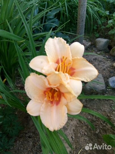 Многолетники