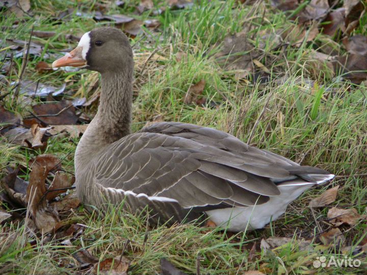 Белолобый гусь